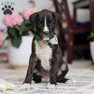 Finley, Boxer Puppy